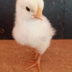 Pintinhos Caipirão De 1 Dia De Vida Em Brasília - DF