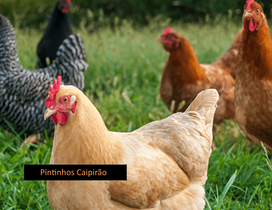 Pintinhos Caipira em Brasília DF-